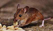 24 Hour & Emergency Exterminators in Chas, SC